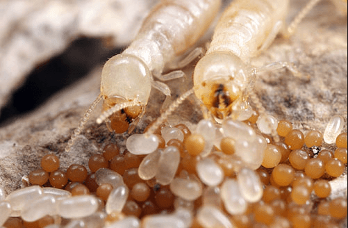 Bentuk Telur Yang Sering Tersembunyi